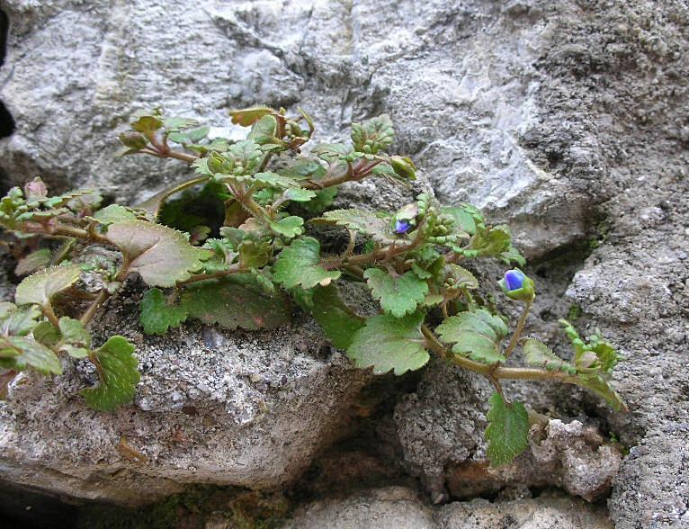 Veronica polita / Veronica lucida